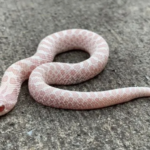 Snow Western Hognose Snake for Sale