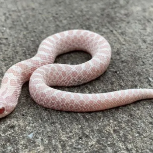 Snow Western Hognose Snake for Sale