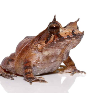 Solomon Island Eyelash Frog for Sale