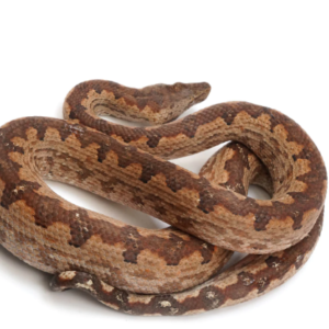 Solomon Island Ground Boa for Sale