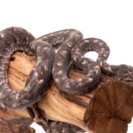 Solomon Island Tree Boa For Sale