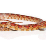 South Florida Corn Snake For Sale
