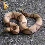Southern Copperhead Snake For Sale