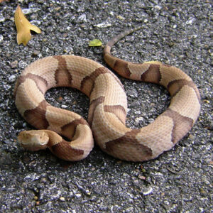 Southern Copperhead Snake For Sale
