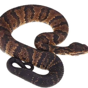 Southern Cotton Mouth For Sale