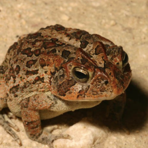 Southern Toad for Sale