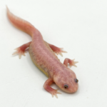 Spanish Ribbed Newt for Sale