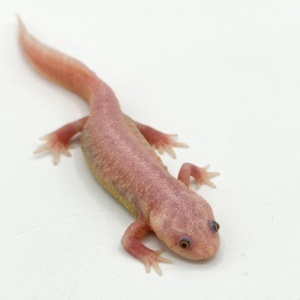 Spanish Ribbed Newt for Sale