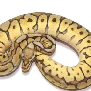Spider Ball Python for Sale