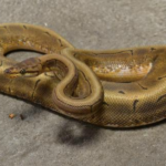 Spinner Ball Python for Sale