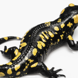 Spotted Salamander for Sale