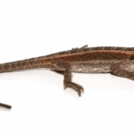 Striped Bearded Dragon For Sale
