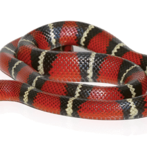 Stuart’s Milk Snake For Sale