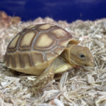 Sulcata Tortoise for Sale
