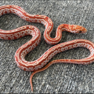 Sunkissed Corn Snake for Sale