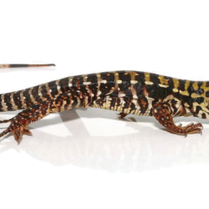 Super Red Tegu For Sale