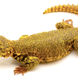 Super Yellow Uromastyx For Sale