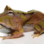 Surinam Horned Frog for Sale