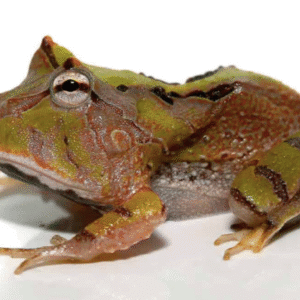 Surinam Horned Frog for Sale