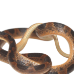 Suriname Cat Eye Snake for Sale