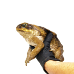 Suriname Giant Marine Toad for Sale