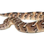 Tanzanian Puff Adder For Sale