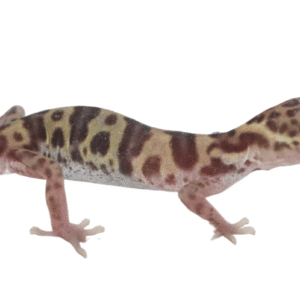 Texas Banded Gecko for Sale