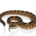 Texas Blacktail Rattlesnake For Sale
