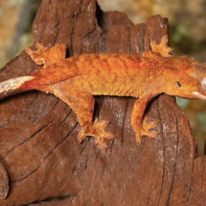 Tiger Crested Gecko For Sale