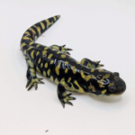 Tiger Salamander for Sale