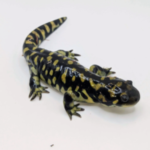 Tiger Salamander for Sale