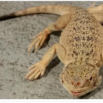 Toad Head Agama for Sale