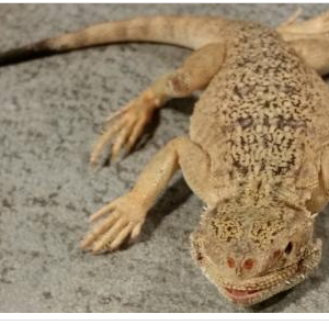 Toad Head Agama for Sale