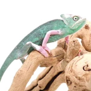 Translucent Veiled Chameleon For Sale (9-11 Inch)
