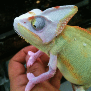 Translucent Veiled Chameleon for Sale