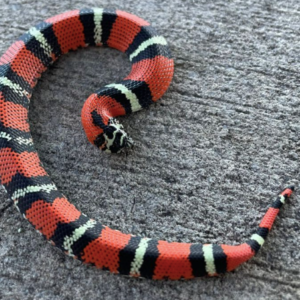 Tricolor Hognose Snake for Sale