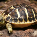 Tuscan Western Hermann’s Tortoise For Sale