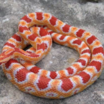Ultra Corn Snake for Sale