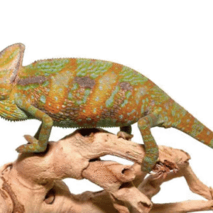 Veiled Chameleon for Sale