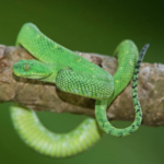 West African Bush Viper For Sale