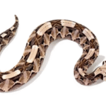 Gaboon Viper For Sale