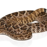 Western Diamondback Rattlesnake For Sale