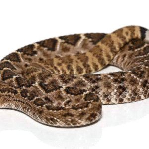 Western Diamondback Rattlesnake For Sale