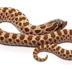 Western Hognose Snake for Sale