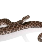 Western Massasauga Rattlesnake For Sale
