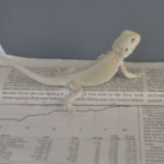 Witblits Bearded Dragon For Sale