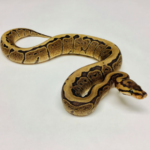 Woma Ball Python for Sale