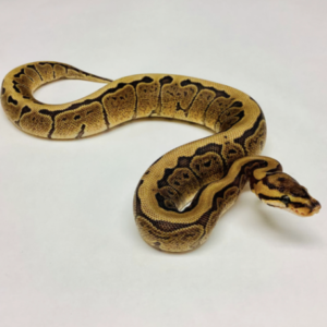 Woma Ball Python for Sale