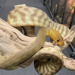 Woma Python for Sale