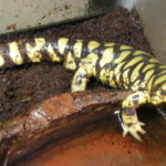 Yellow Barred Tiger Salamander for Sale